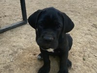 90 Günlük Cane Corso yavrular