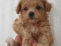 Show kalite kore kan maltipoo bebekler