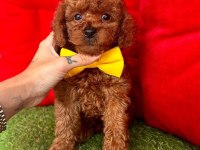 Safkan Toy Poodle Bebekler