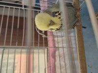 Show jumbo erkek muhabbet kuşu