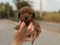 Sevimli Poodle Bebişim