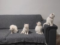 Kartopu british shorthair yavrularımız