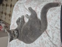 British shorthair 4 yaşında dişi