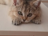 British Shorthair Golden Shaded Dişi