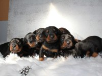 Doberman yavru köpekler