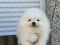 Pomeranian Teacup