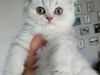 Silver ve golden scottish straight yavrular