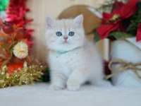 Güneş Sarısı AY Golden British Shorthair 