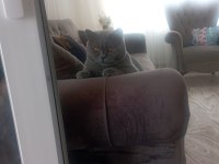 British shorthair kedimi satıyorum