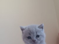 Minik patili dostlarımız sizinle olsun