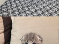 Scottish fold kedisi
