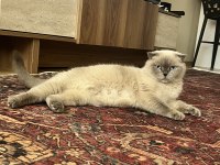 EŞSİZ GÜZELLİĞİ İLE IRK GARANTİLİ SCOTTİSH KEDİMİZ