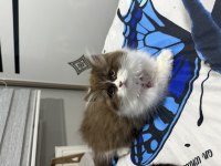 British longhair be color yavru dişi