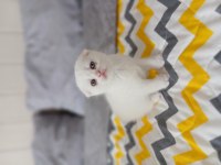 Yavru scottish fold