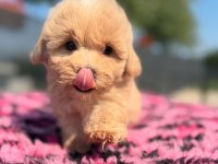 DÜNYA TATLISI MALTİPOO YAVRULARI