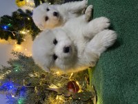 Kar beyaz samoyed yavrular