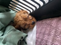 Sahibinden sahiplendirilecek toy poodle