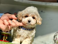 Dizayn ırk sevimli maltipoo yavrular