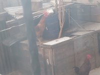2 adet 8 aylık horoz kırmızı