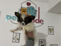 Petmode Köpek Çiftliğinden  tea cup papillon yavrumuz