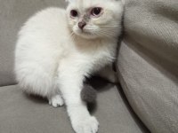 Pamuk şekerler yeni ailelerini bekliyor