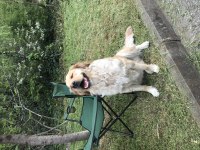Ücretsiz golden retriever
