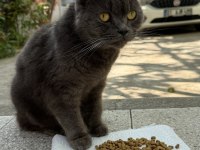 British Shorthair Gri Renkli