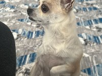 Sağlıklı ve eğitimli chihuahua yeni aile aranıyor