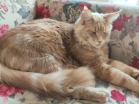 Yetişkin Üretim Şecereli Dişi Maine Coon