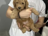 4 aylık toy poodle