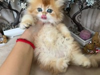 British longhair ny12 dişi erkek