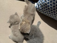 TOP KAFA HARİKA YAVRU KEDİLER