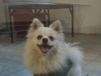 Pomeranian tilkiye yeni ev ve sahip lazım
