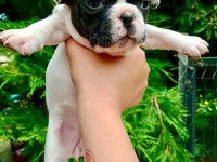 Birbirinden Sevimli ve Şirin French Bulldog Yavrularımız