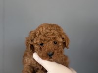 POODLE YAVRULARIMIZ