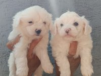 KUSURSUZ MALTESE TERRİER YAVRULAR