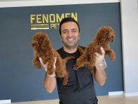 MALTESE YAVRULAR MALTİPO VE TOY POODLE YAVRULAR ANKARA