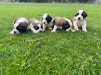 St Bernard Show Kalite
