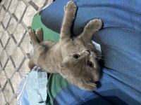 Scottish fold kedisi