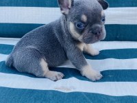 Renkli Gözlü Irk Garantili French Bulldog Yavrularım
