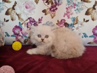 Sun Kennels Üretim Çiftliğinden British Shorthair