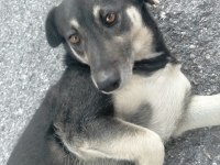 Yavru sıcak kanlı köpeğimize yuva arıyoruz