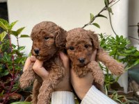 MÜKEMMEL KALİTEDE TOY POODLE MİNNOŞLAR