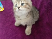 British shorthair