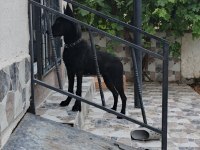 6 Aylık Dişi Belçika Kurdu