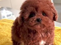 Türkiyenin en güzel core toy poodle bebekleri