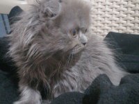 Scottish fold longhair erkek bebişimiz yuva arıyor