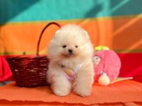 Safkan Pomeranian Boo Yavrularımız