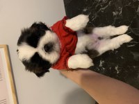 Shih tzu yavrular