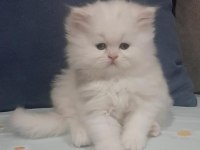Safkan chinchilla yavrularımız için iletişime geçebilirsiniz